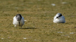 Damara Tern