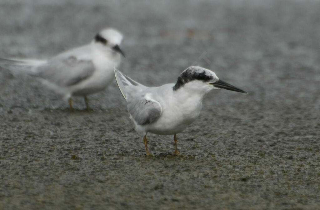 Sterne des baleiniersadulte, identification