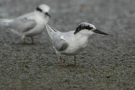 Damara Tern