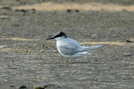 Damara Tern