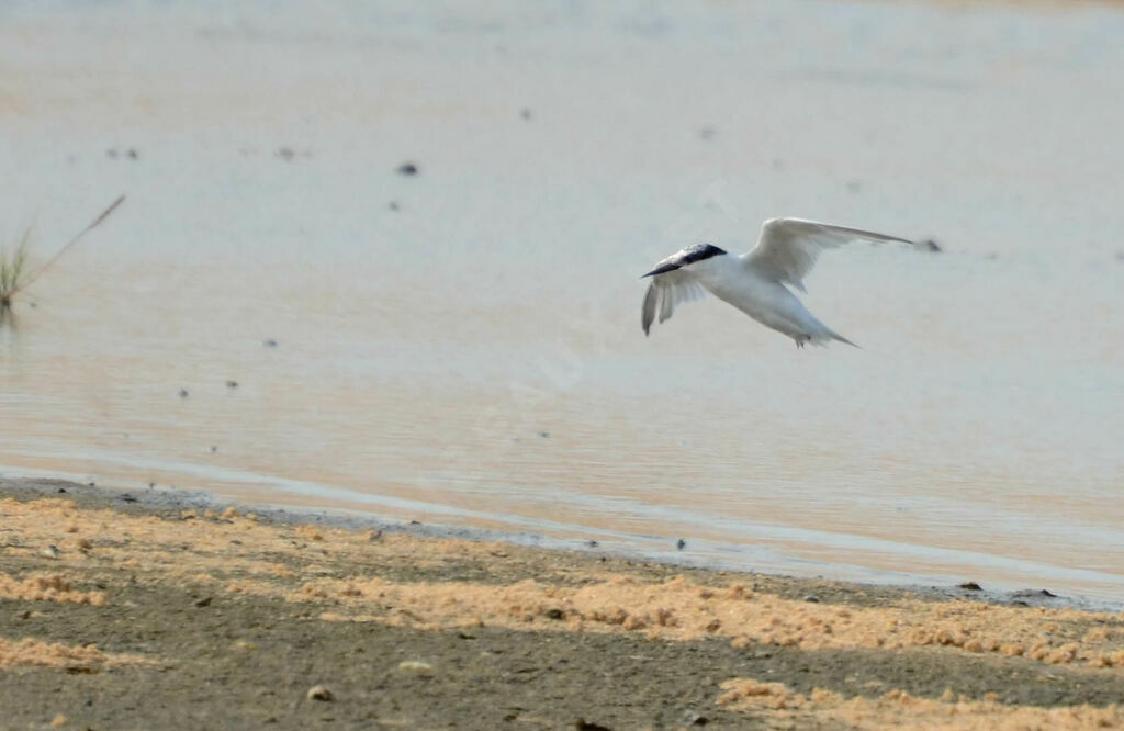 Damara Tern