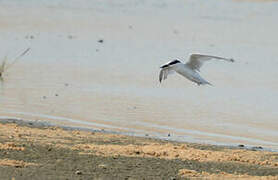 Damara Tern