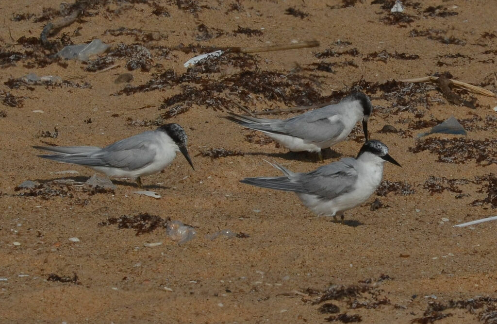 Damara Tern