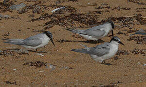 Damara Tern