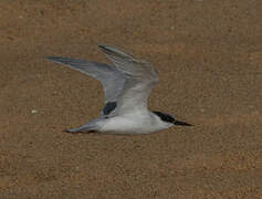 Damara Tern