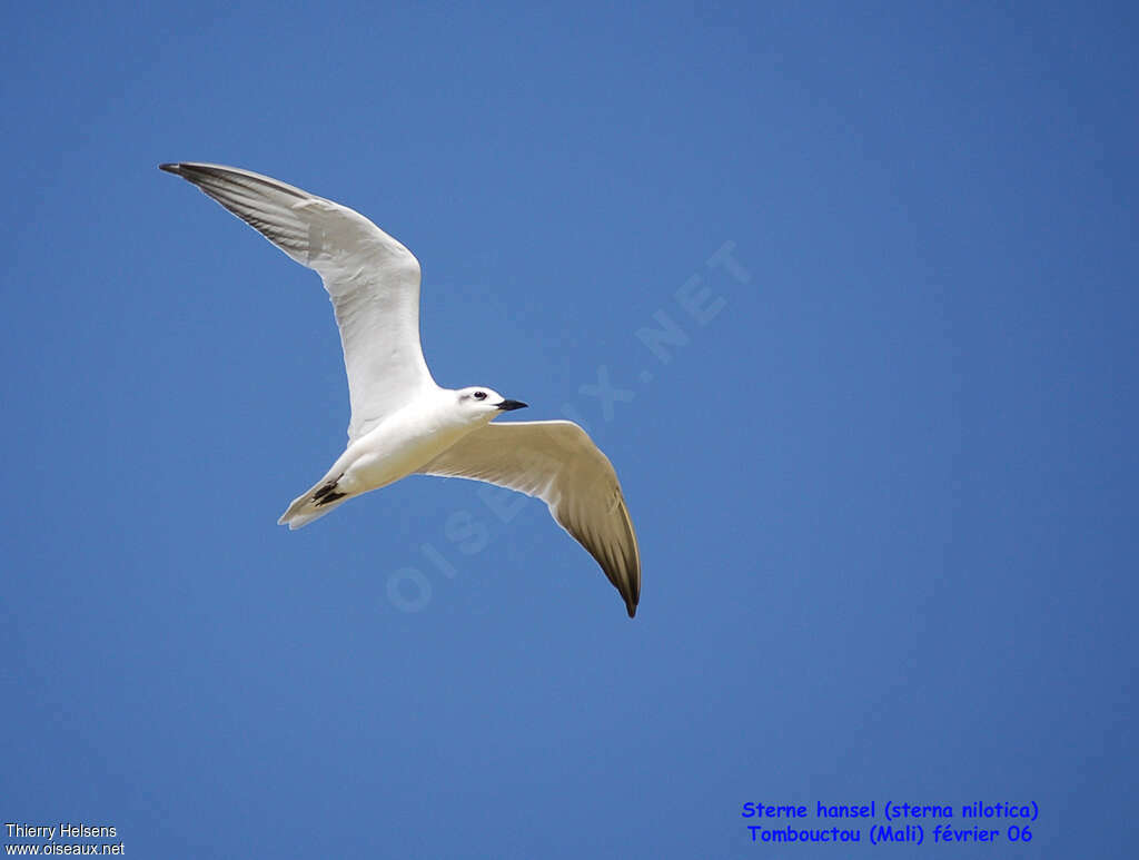 Gull-billed Ternadult post breeding, Flight