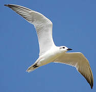 Gull-billed Tern