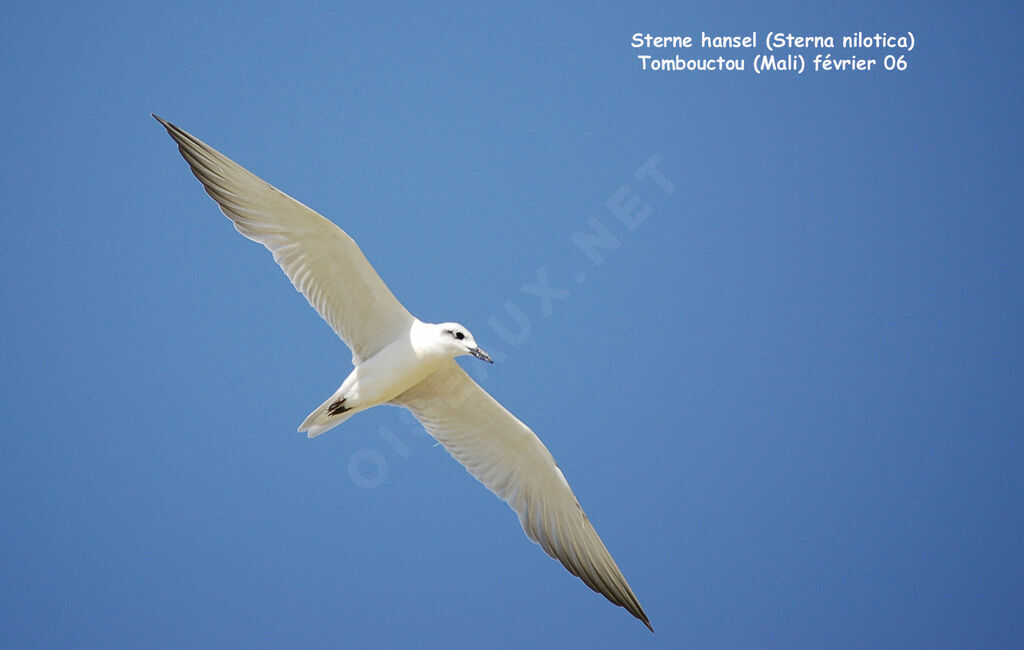 Gull-billed Tern