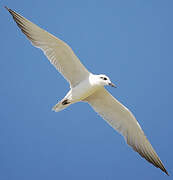 Gull-billed Tern