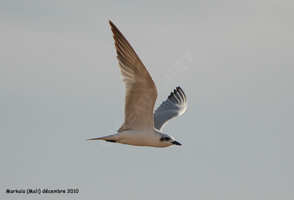 Gull-billed Ternadult post breeding