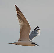 Gull-billed Tern