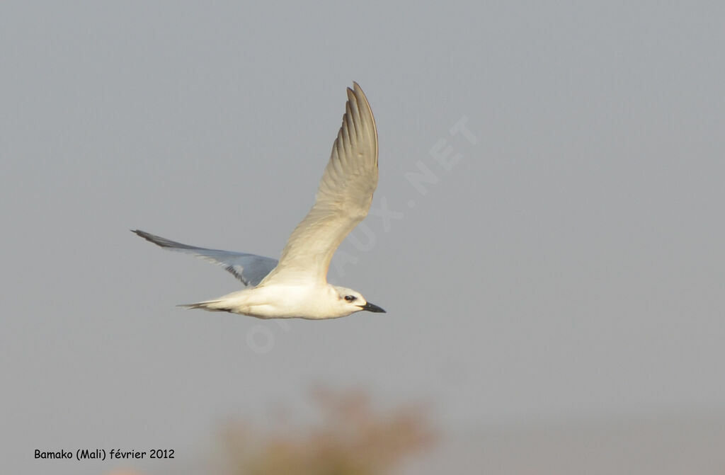 Gull-billed Ternadult post breeding, Flight