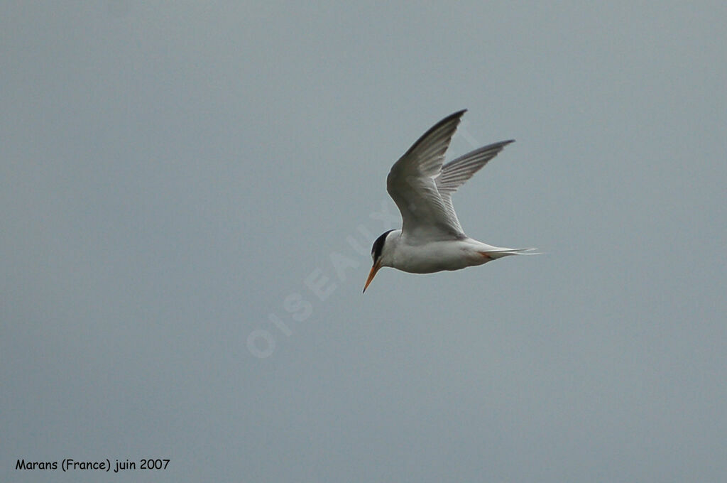 Little Tern