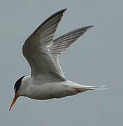 Little Tern