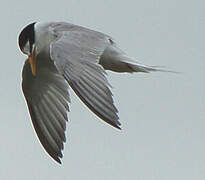 Little Tern