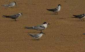 Common Tern