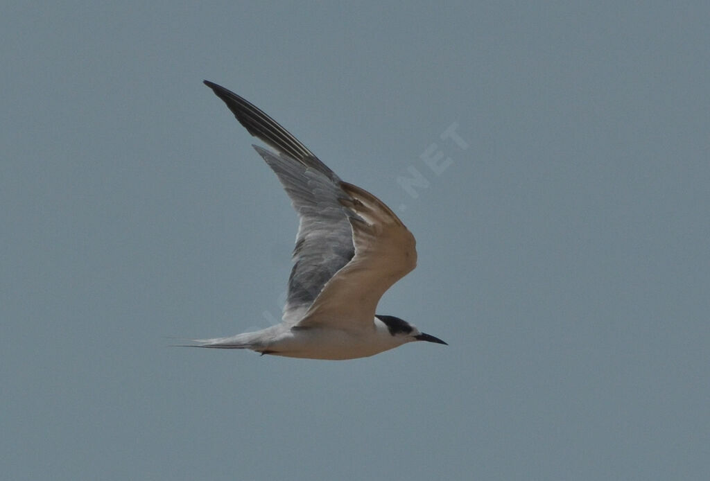 Common Tern