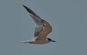 Common Tern