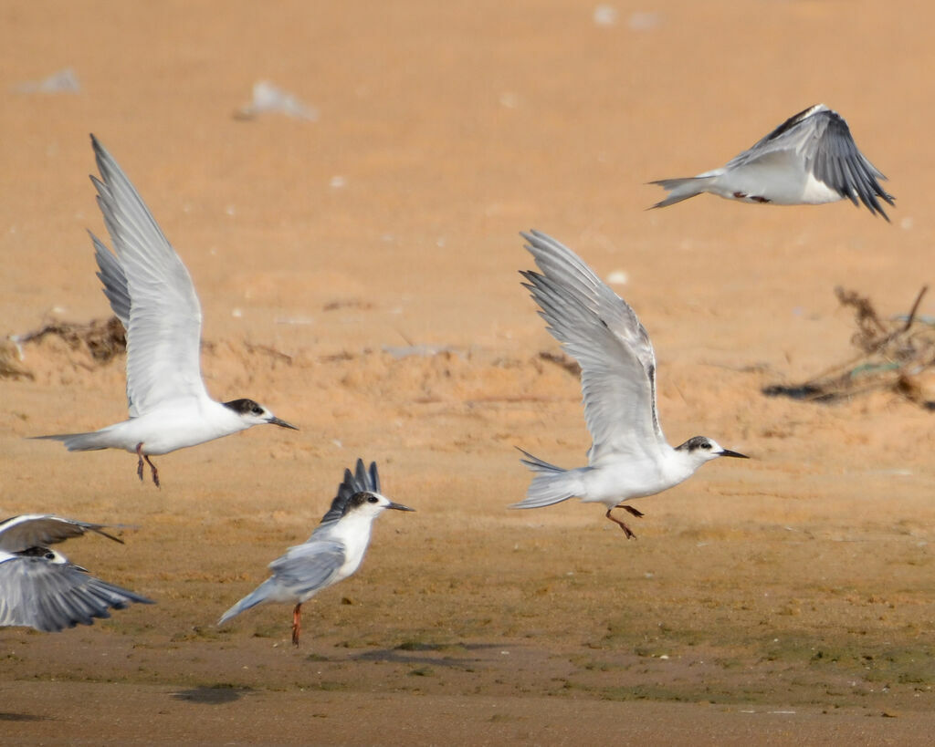 Common Tern