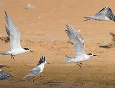 Common Tern