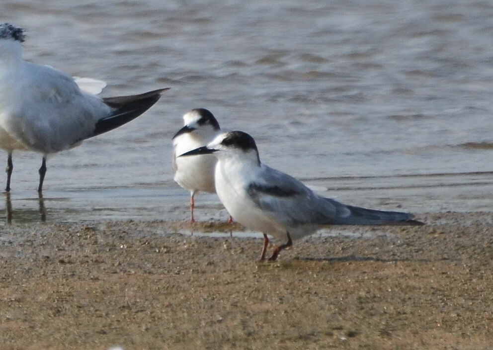 Common Ternimmature