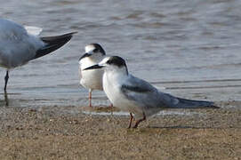 Common Tern