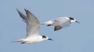 Common Tern