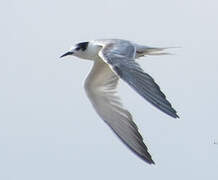 Common Tern