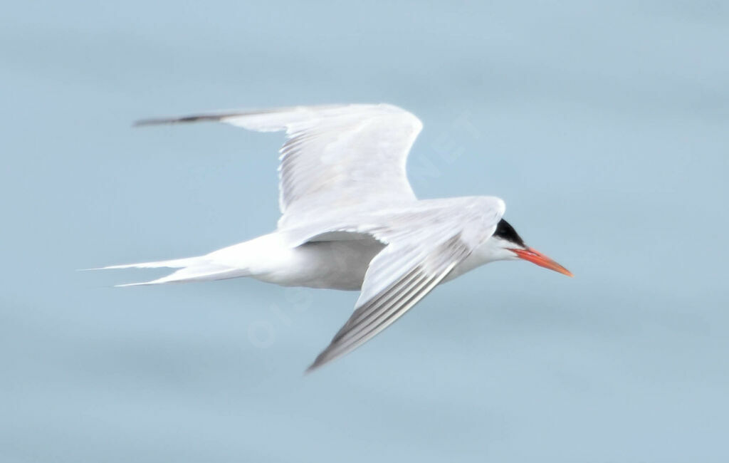 Common Tern