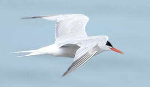 Common Tern