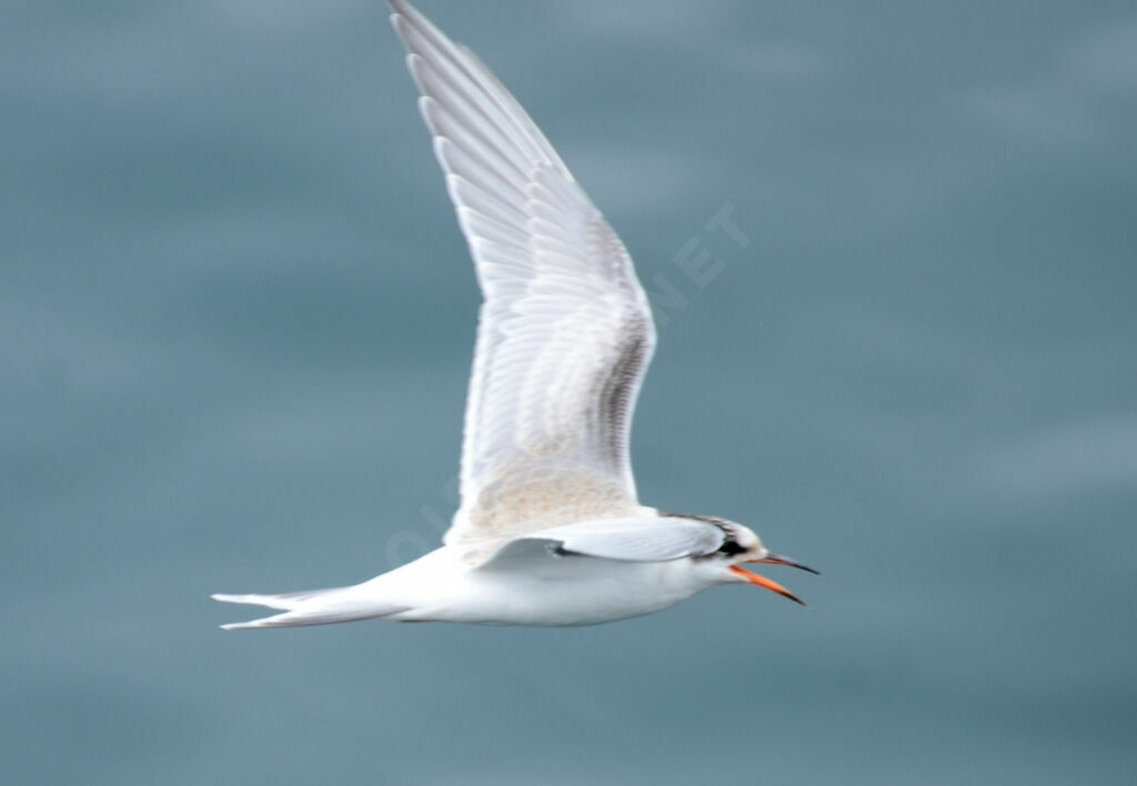 Common Tern