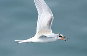 Common Tern