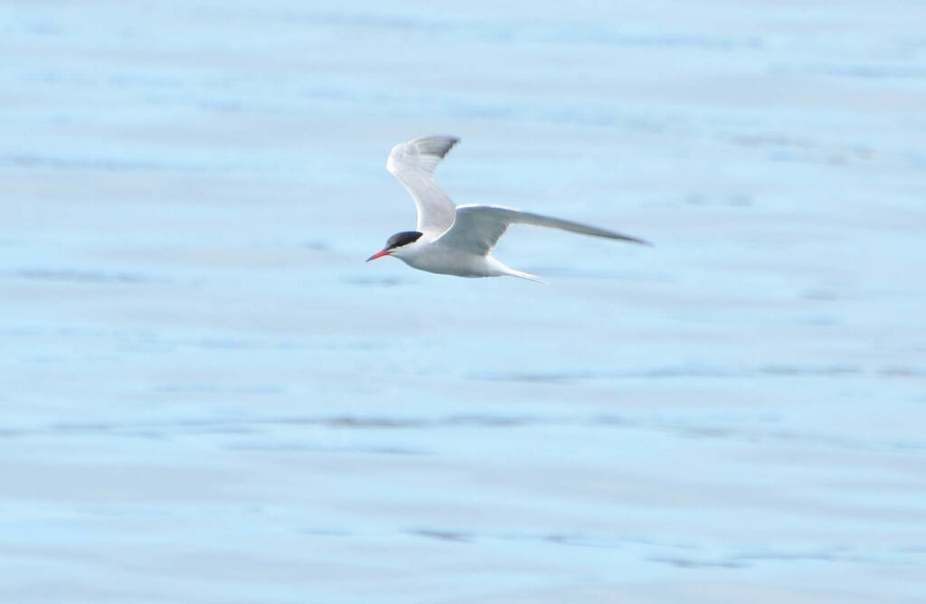 Common Tern