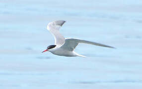 Common Tern