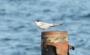 Common Tern