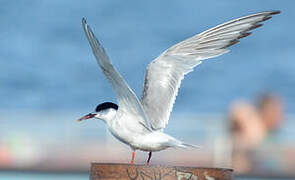 Common Tern