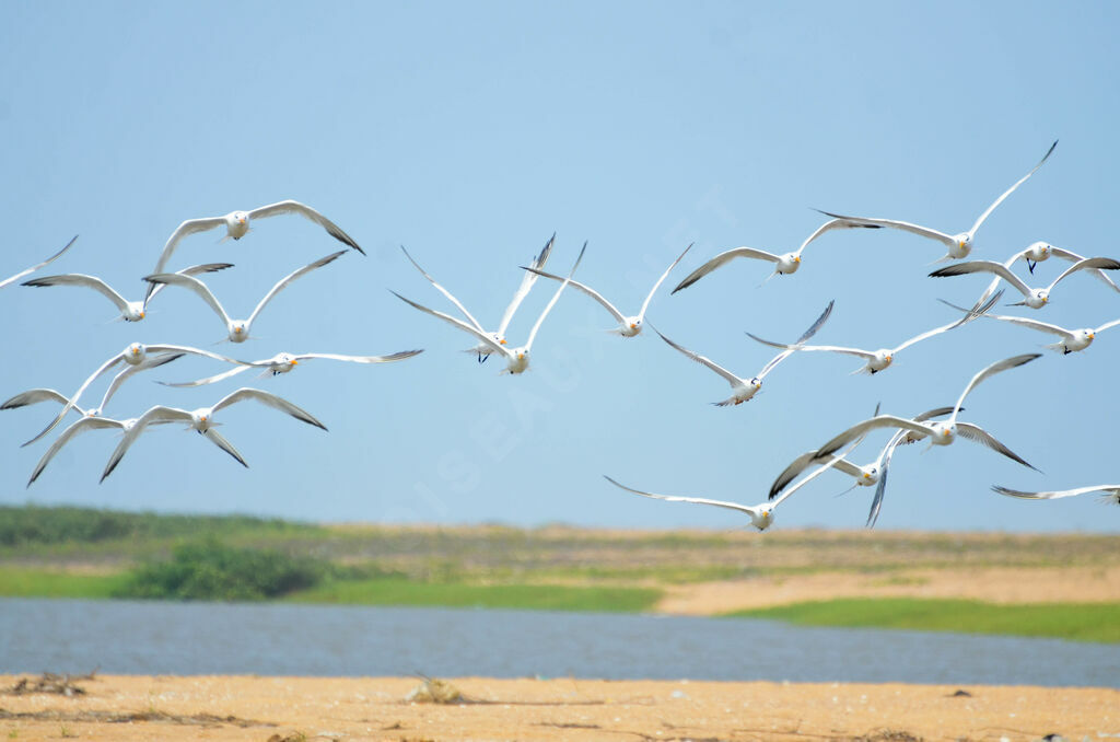 Royal Tern, Flight