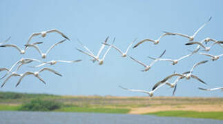 Royal Tern