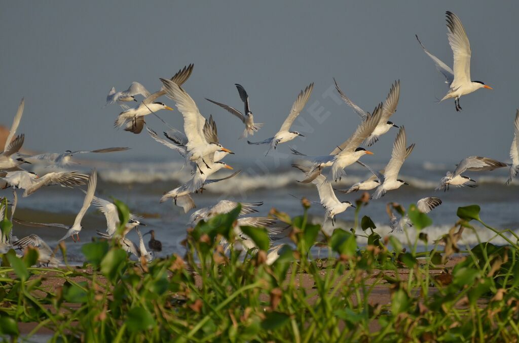 Royal Tern, habitat