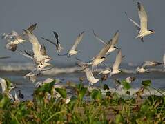 Royal Tern