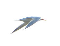 Royal Tern