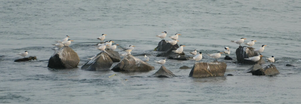 Royal Tern