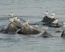 Royal Tern