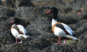 Common Shelduck