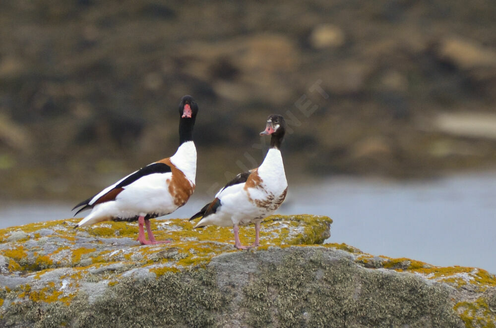 Common Shelduck