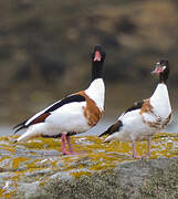 Common Shelduck