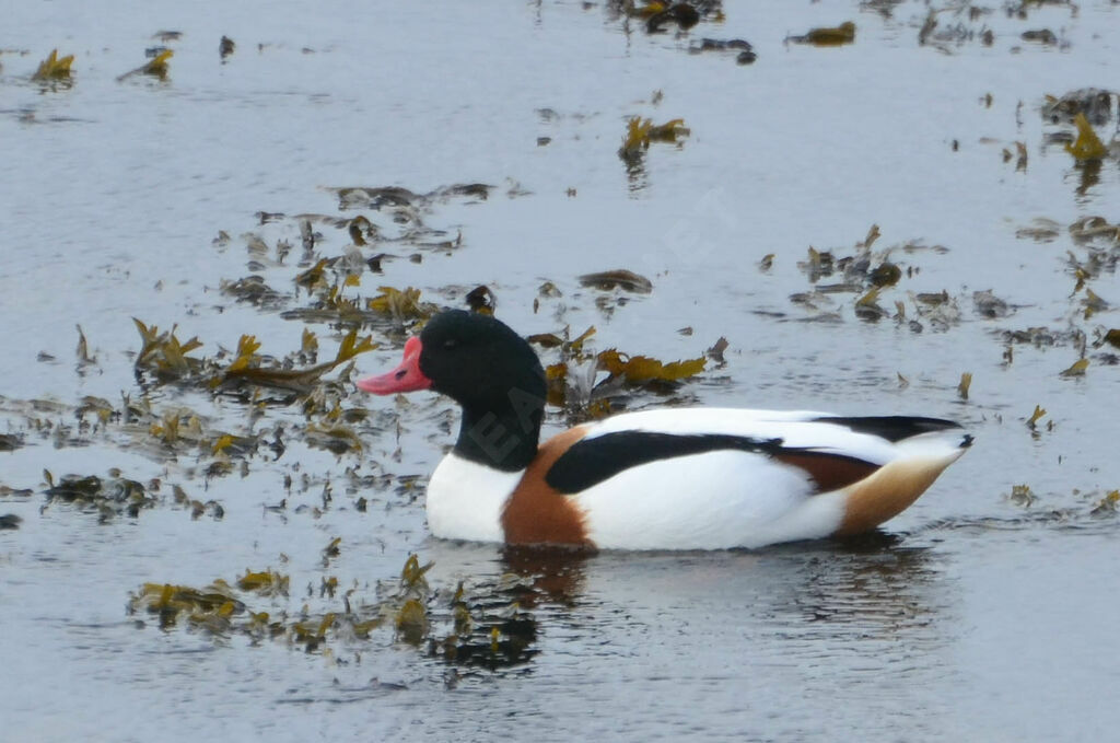 Common Shelduck male adult