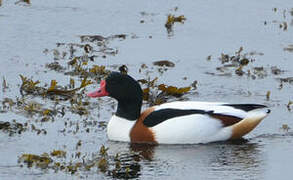 Common Shelduck