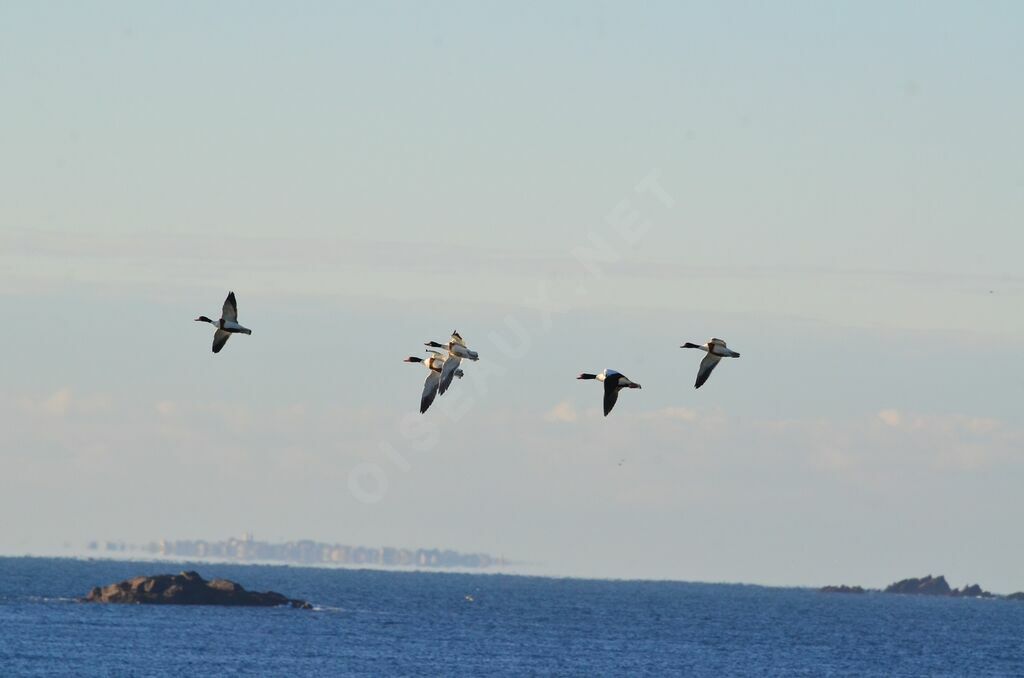 Common Shelduck, Flight