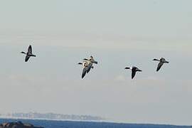 Common Shelduck